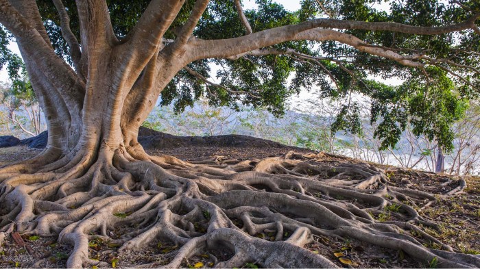 Beleuteter baum wohnzimmer